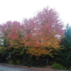Location: Downingtown Pennsylvania
Date: 2020-10-22
three trees planted at a shopping center with fall color