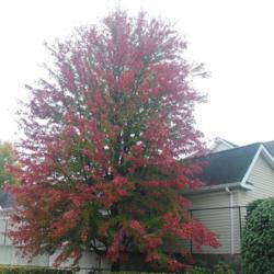 Location: Downingtown Pennsylvania
Date: 2020-10-22
mature tree in red fall color