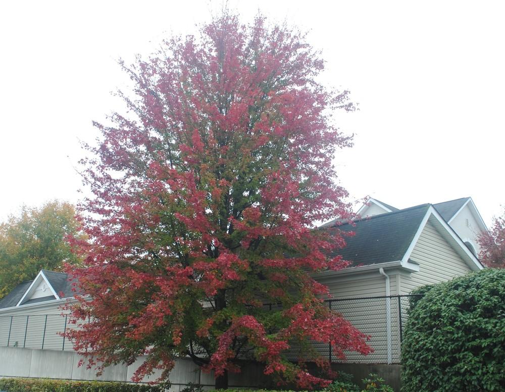 Photo of Freeman's Maple (Acer x freemanii Autumn Blaze®) uploaded by ILPARW