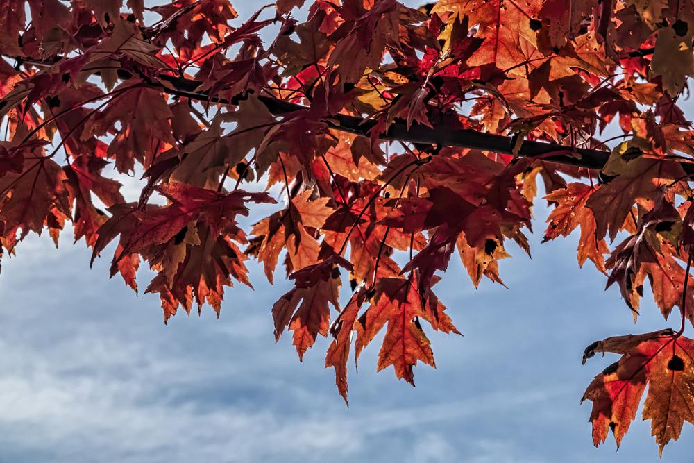 Photo of Freeman's Maple (Acer x freemanii Autumn Blaze®) uploaded by arctangent