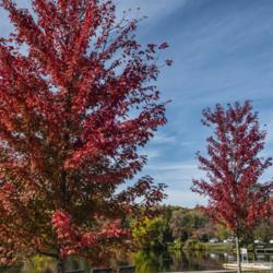 Location: Gallup Park, Ann Arbor, Michigan
Date: 2020-10-20
Mass planting of Autumn Blaze® at the boat livery in Gallup Park