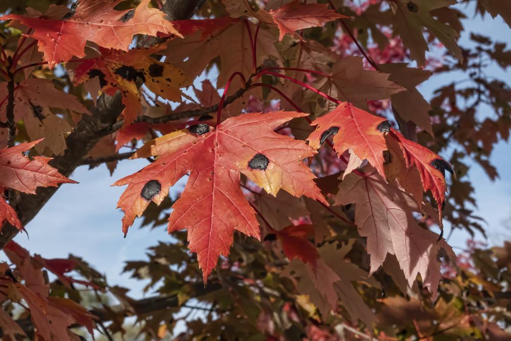 Photo of Freeman's Maple (Acer x freemanii Autumn Blaze®) uploaded by arctangent