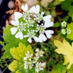 Location: Ann Arbor, Michigan
Date: 2020-07-14
White Finch Laceflower, Orlaya grandiflora 