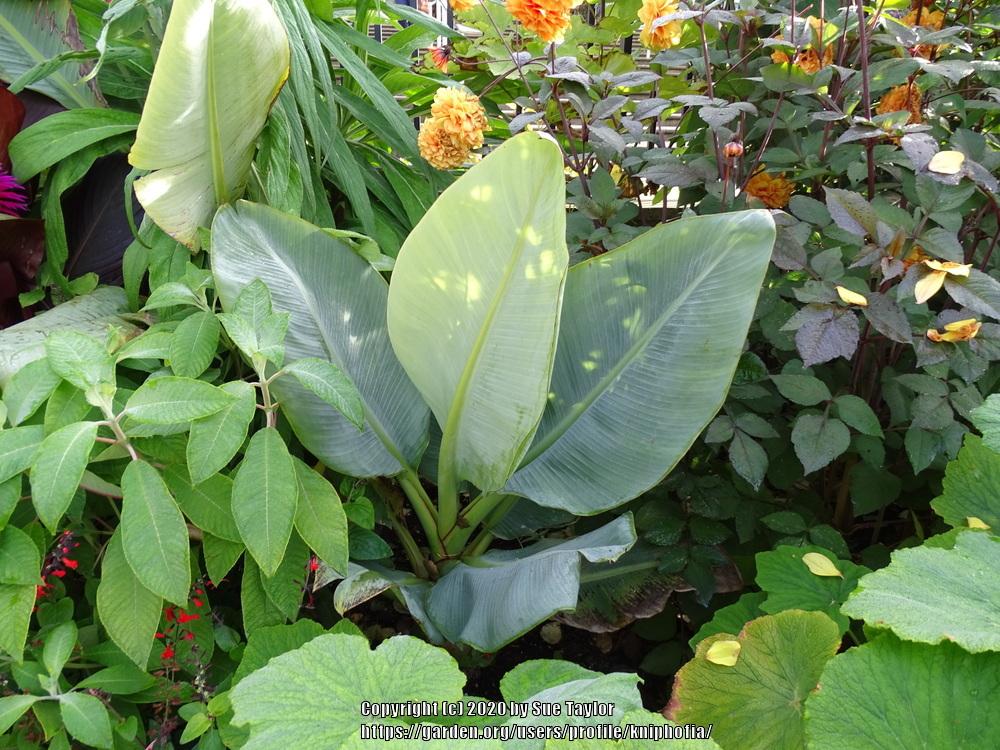 Photo of Golden Lotus Banana (Musella lasiocarpa) uploaded by kniphofia