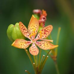 Location: Tampa Bay, Florida 
Date: September 
Blackberry lily (Iris domestica)