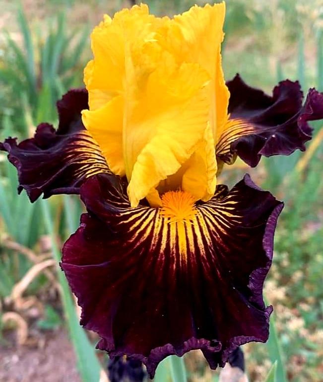 Photo of Tall Bearded Iris (Iris 'Pirate Ahoy') uploaded by gwhizz