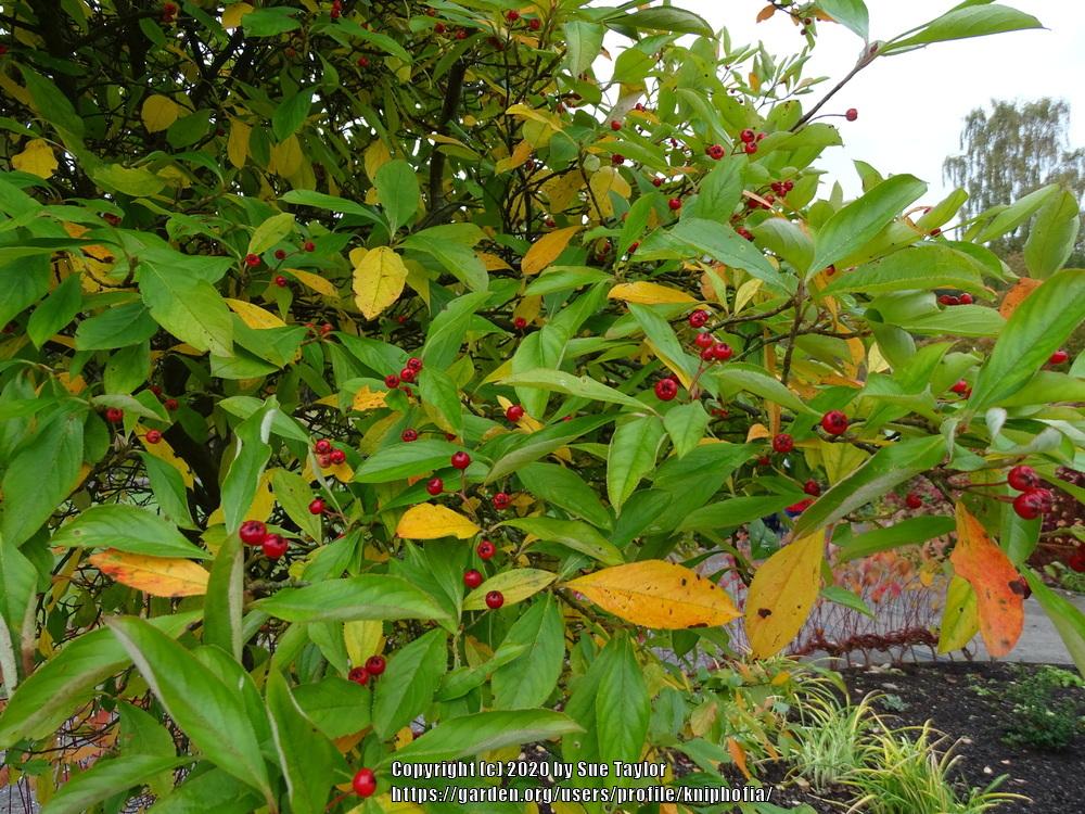 Photo of Red Chokeberry (Aronia x prunifolia 'Brilliant') uploaded by kniphofia