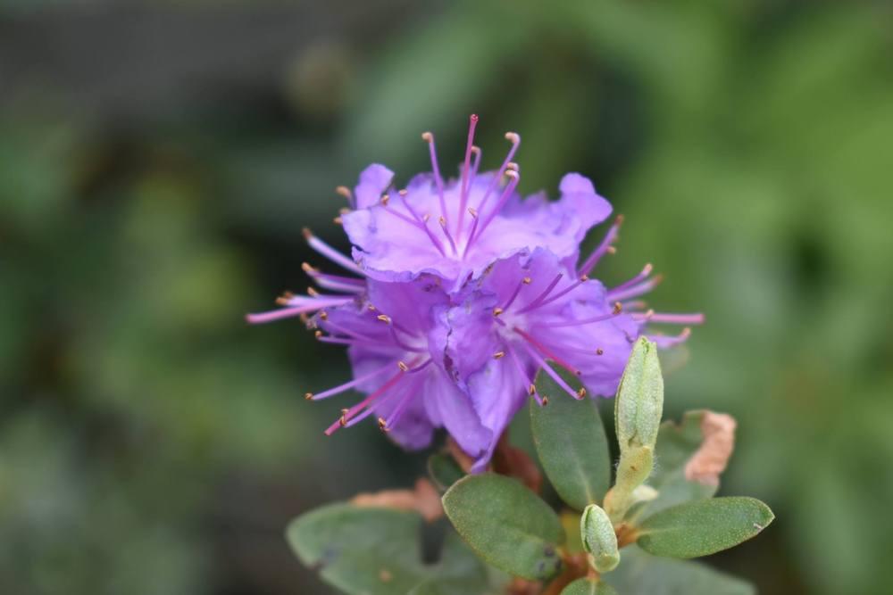 Photo of Rhododendron 'Purple Gem' uploaded by pixie62560