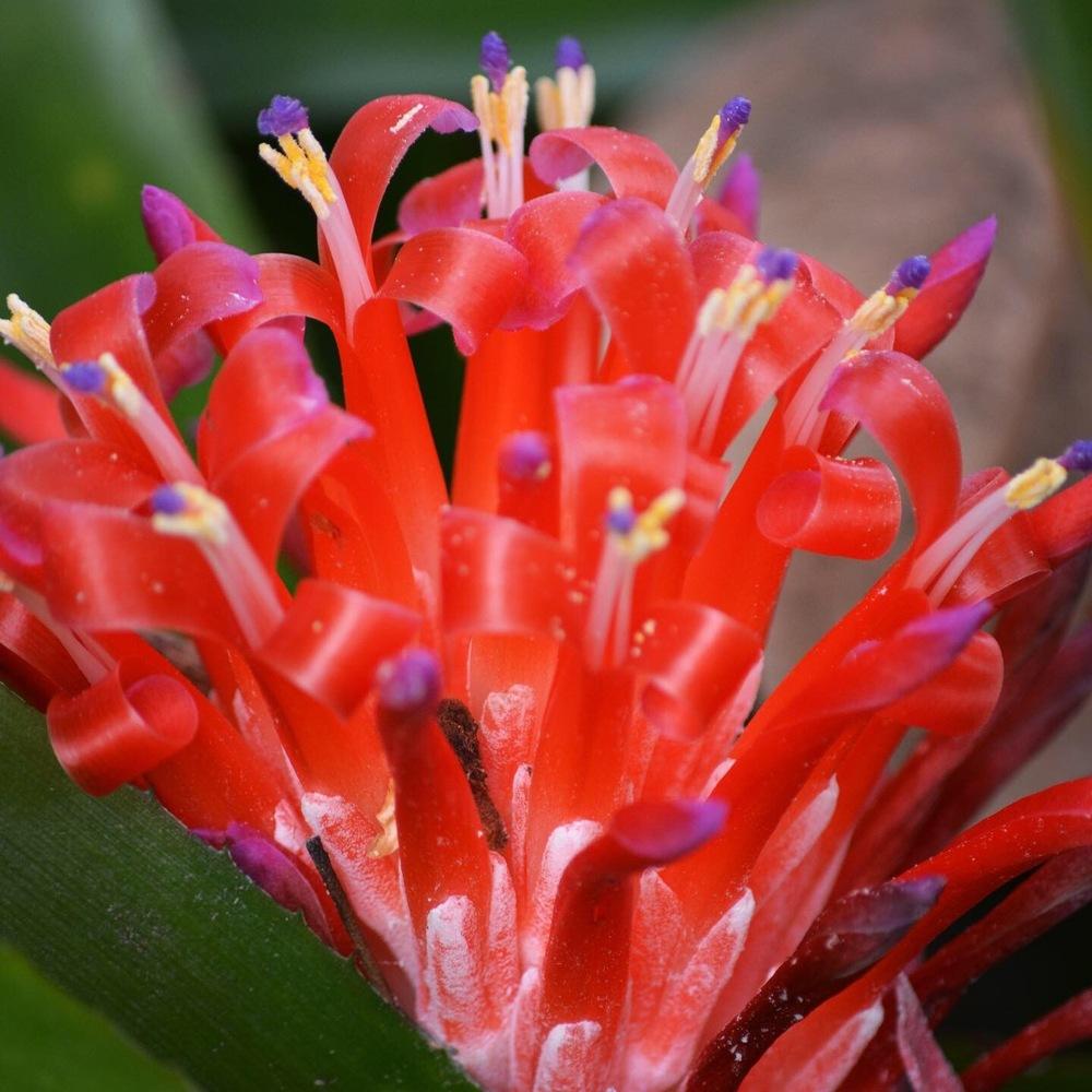 Photo of Flaming Torch (Billbergia pyramidalis) uploaded by BellaKelly