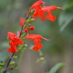 Location: Tampa Bay, Florida 
Date: October 
Scarlet Salvia (Florida native)