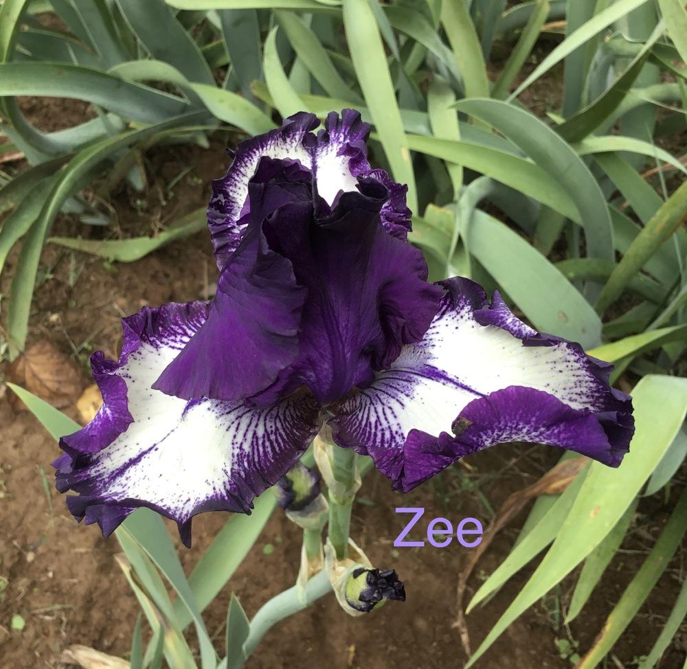 Photo of Tall Bearded Iris (Iris 'Zee') uploaded by KYgal
