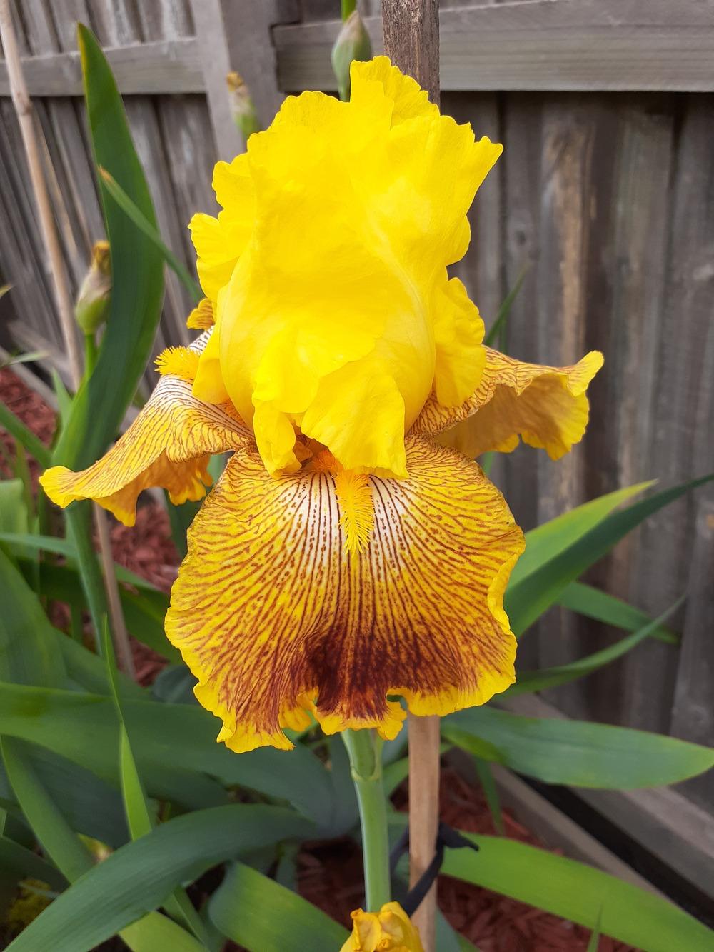 Photo of Tall Bearded Iris (Iris 'Bengal Tiger') uploaded by PaulaHocking