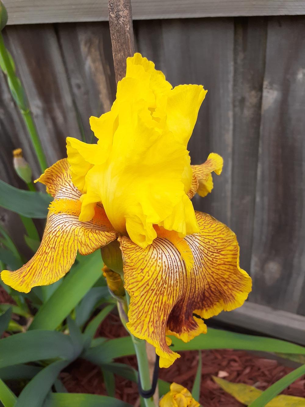 Photo of Tall Bearded Iris (Iris 'Bengal Tiger') uploaded by PaulaHocking