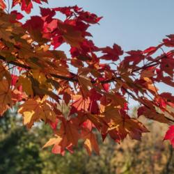 Location: Hidden Lake Gardens, Tipton, Michigan
Date: 2020-10-23
Redpointe® Red Maple foliage seen with back lighting