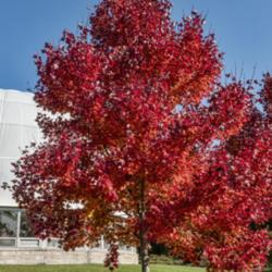 Location: Hidden Lake Gardens, Tipton, Michigan
Date: 2020-10-23
Redpointe® Red Maple, planted 2015 at an unspecified age.