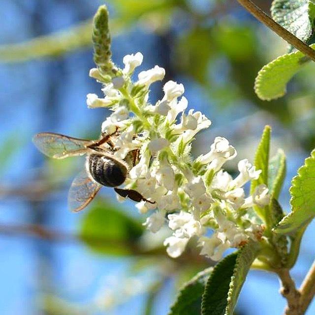 Photo of Sweet Almond Bush (Aloysia virgata) uploaded by BellaKelly