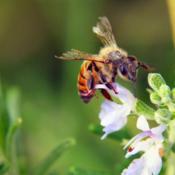 Bee visits Tuscan rosemary bloom