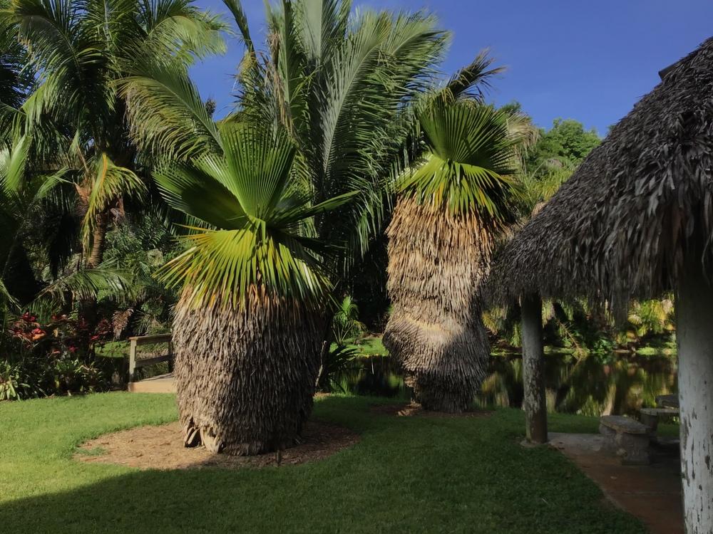 Photo of Cuban Petticoat Palm (Copernicia macroglossa) uploaded by Waykoolplantz