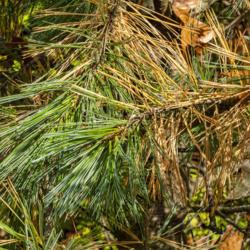 Location: Hidden Lake Gardens, Tipton, Michigan
Date: 2020-10-23
Every autumn pine trees shed a batch of needles from previous yea