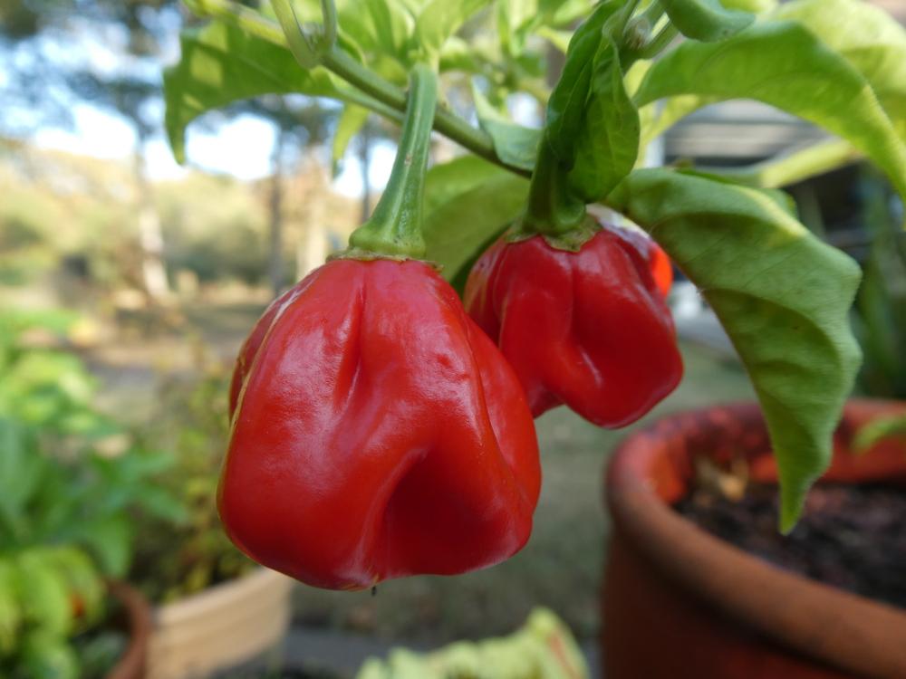 Photo of Hot Pepper (Capsicum sinense 'Scotch Bonnet') uploaded by wildflowers
