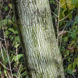 Location: Hidden Lake Gardens, Tipton, Michigan
Date: 2020-10-23
The green is in the bark itself.  It's not moss or algae or liche