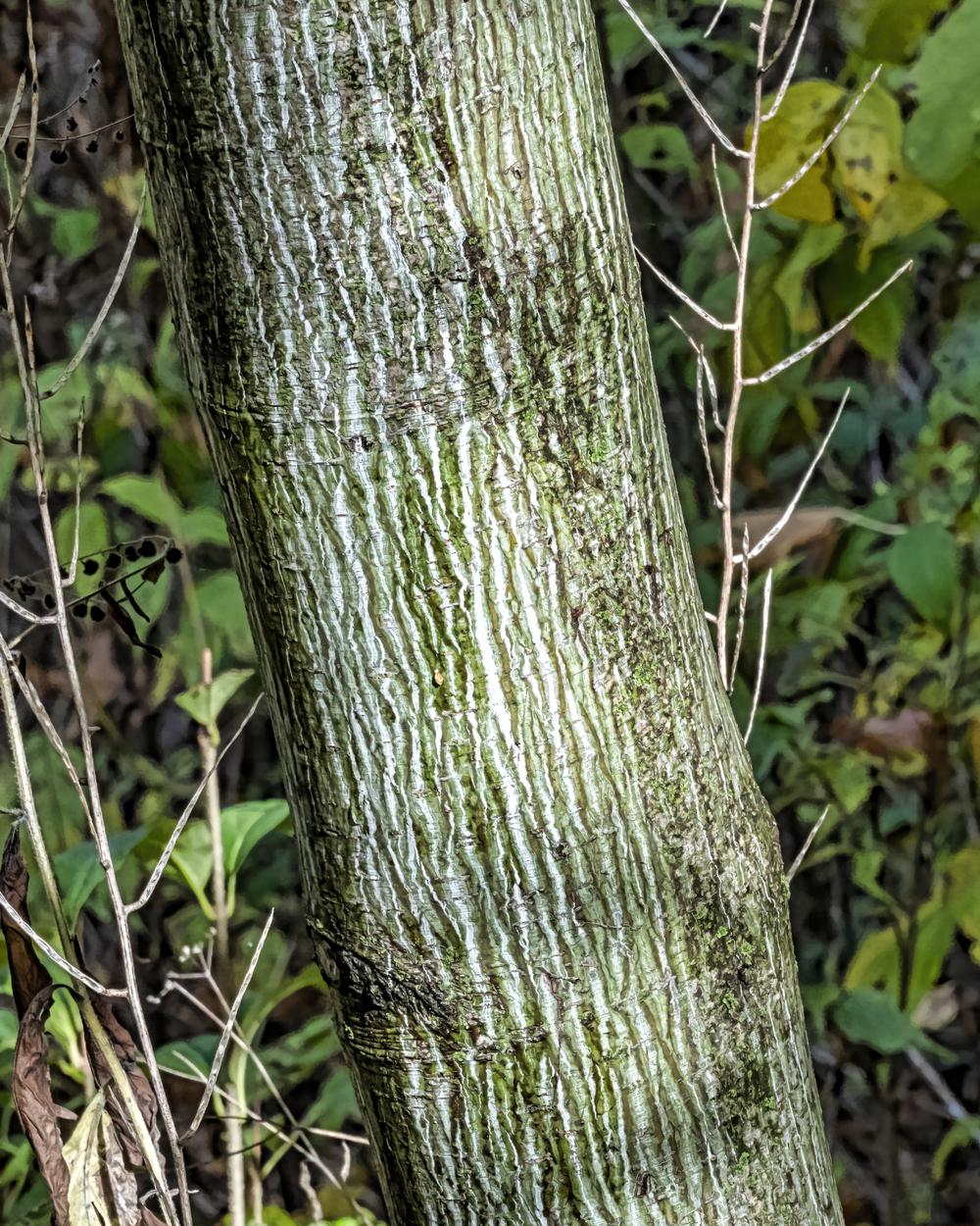 Photo of Striped Maple (Acer pensylvanicum) uploaded by arctangent