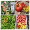 Collage view of Amy's Apricot cherry, and other tomatoes