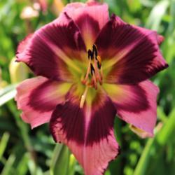 Location: Dorsets N Daylilies, Zanesville OH
Date: 2017-07-03
Long Legs Louise   Hatfield - K., 2019 hybridizer submitted