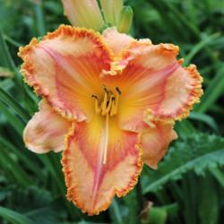 Location: Dorsets N Daylilies, Zanesville OH
Date: 2017-06-19
It Makes Me Smile    Hatfield - K., 2019 hybridizer submitted