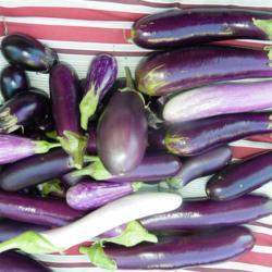 Location: Long Island, NY 
Date: October 2020
mixed eggplants