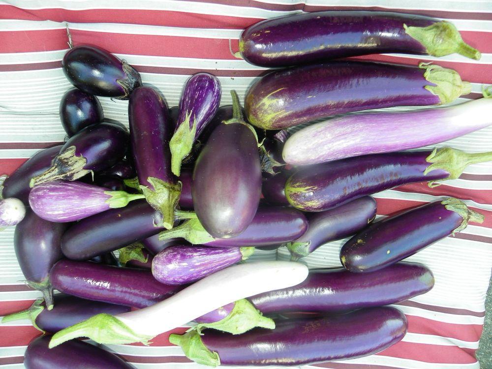 Photo of Eggplants (Solanum melongena) uploaded by Newyorkrita