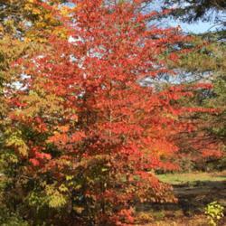 Location: Southern Maine
Date: 2020-10-18
Gorgeous fall color on this 4-season tree