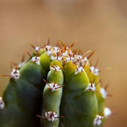 Location: Glendale, AZ
Date: 2020_10_24
Peruvian Apple Cactus