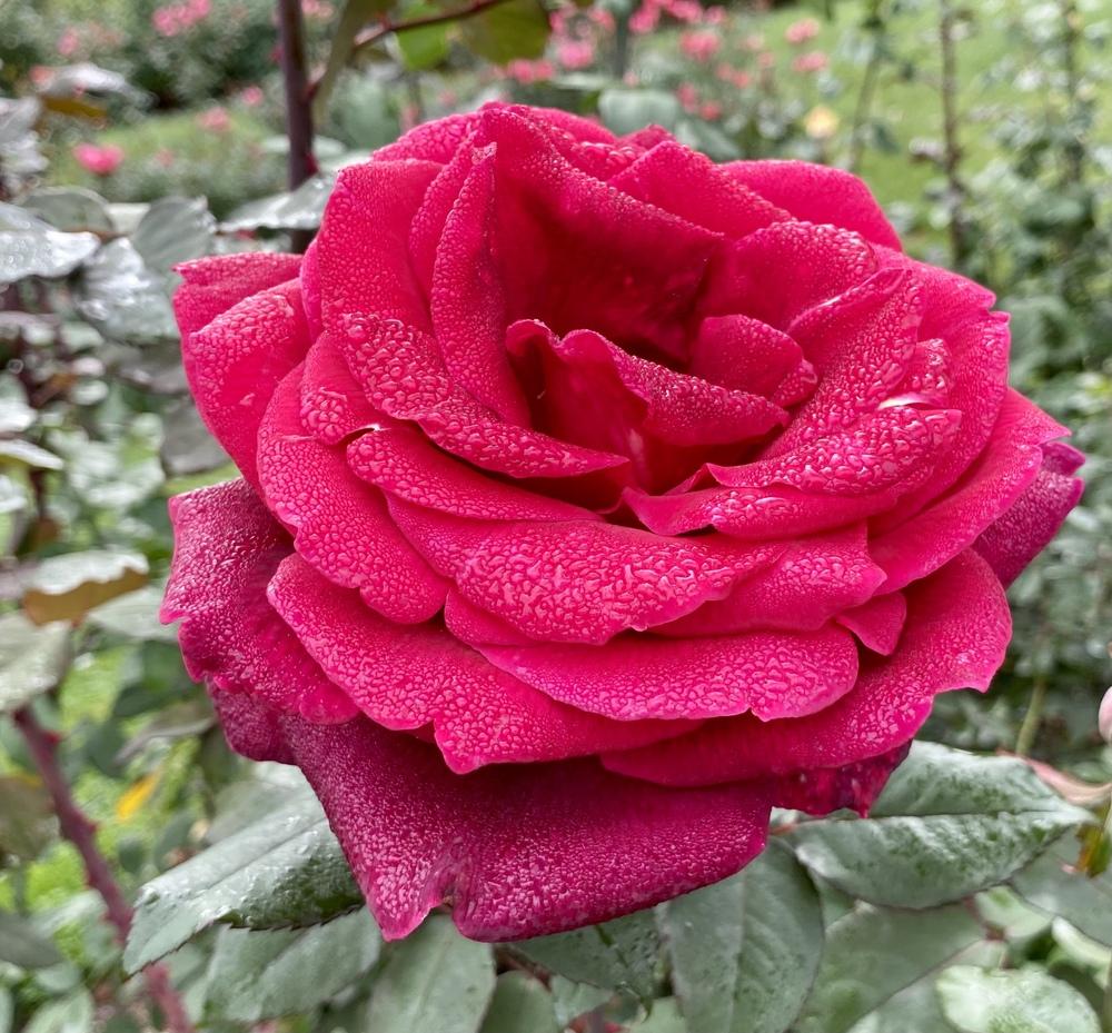 Photo of Hybrid Tea Rose (Rosa 'Mister Lincoln') uploaded by csandt