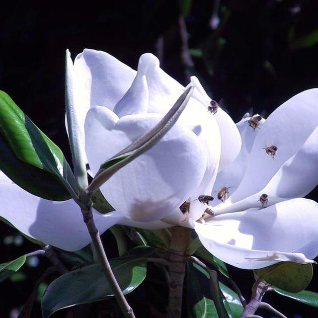 Photo of Southern Magnolia (Magnolia grandiflora) uploaded by BellaKelly