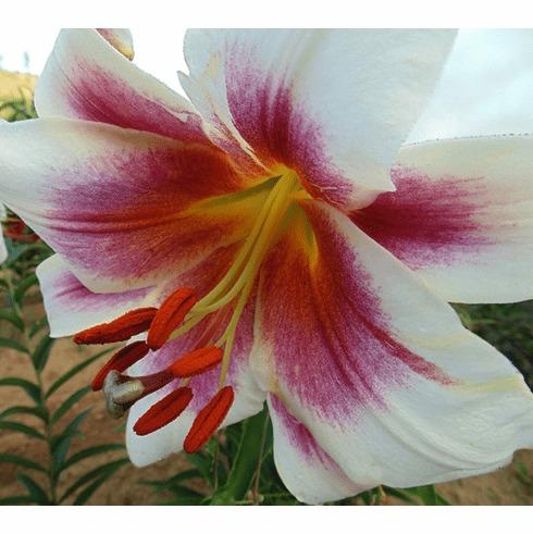 Photo of Lily (Lilium 'Passion Moon') uploaded by Joy
