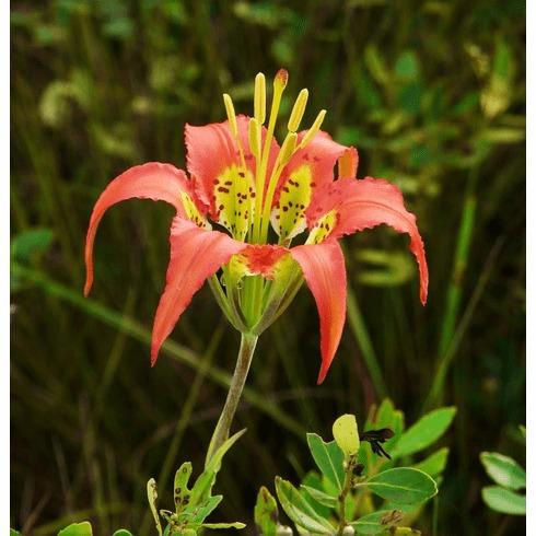 Photo of Catesby's Lily (Lilium catesbaei) uploaded by Joy