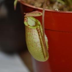 Location: Ontario, Canada
Date: 2020-10-27
Nepenthes spectabilis x tenuis (New pitcher on young plant)