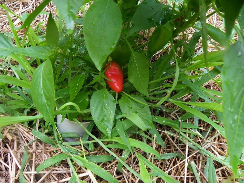 Photo of Sweet Pepper (Capsicum annuum 'Yummy') uploaded by Newyorkrita