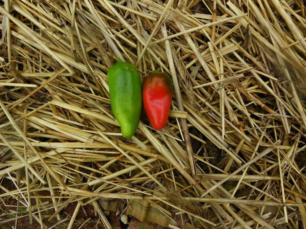 Photo of Sweet Pepper (Capsicum annuum 'Yummy') uploaded by Newyorkrita
