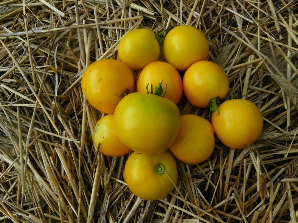 Photo of Tomato (Solanum lycopersicum 'Taxi') uploaded by Newyorkrita
