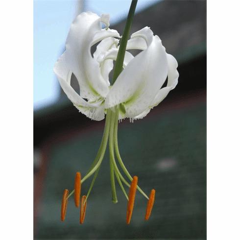 Photo of Lily (Lilium speciosum 'Album') uploaded by Joy