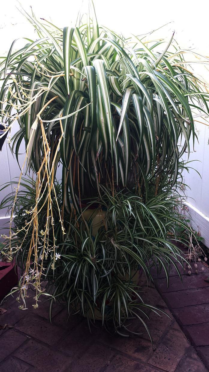 Photo of Variegated Spider Plant (Chlorophytum comosum 'Vittatum') uploaded by comgoddess