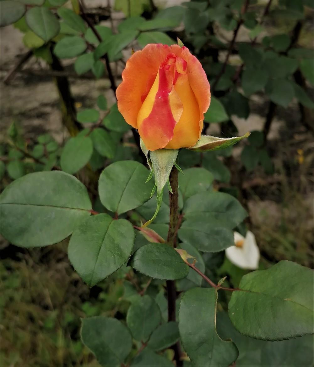 Photo of Rose (Rosa 'Red Gold') uploaded by manueldalmeida