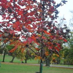 Location: Media, Pennsylvania
Date: 2020-10-28
fall foliage of young tree