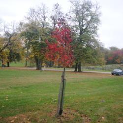 Location: Media, Pennsylvania
Date: 2020-10-28
young tree in park with fall color