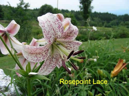 Photo of Asiatic Lily (Lilium 'Rosepoint Lace') uploaded by Joy