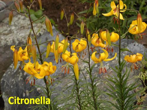 Photo of Lily (Lilium Citronella) uploaded by Joy