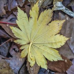 Location: Benedict Hosta Hillside, Hidden Lake Gardens, Tipton, Michigan
Date: 2020-10-28
Oddball leaf.  Palmate leaves like this typically have an odd num