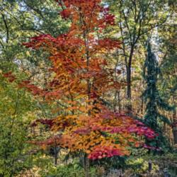 Location: Benedict Hosta Hillside, Hidden Lake Gardens, Tipton, Michigan
Date: 2020-10-28
Nine years between wnen I first photographed this tree (2011) and